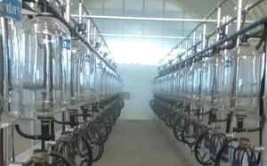 新疆32位鱼骨式计量瓶奶牛挤奶机安