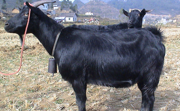 隆林山羊的产地,生存环境及品种特种