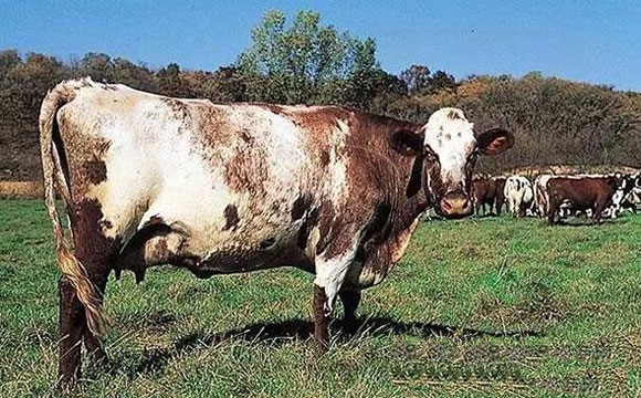 著名乳牛品种之一被毛白色带红褐斑